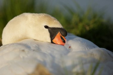 Sessiz Kuğu, Cygnus olo