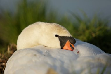 Sessiz Kuğu, Cygnus olo