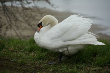 Dilsiz Kuğu, cygnus rengi