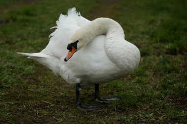 Dilsiz Kuğu, cygnus rengi