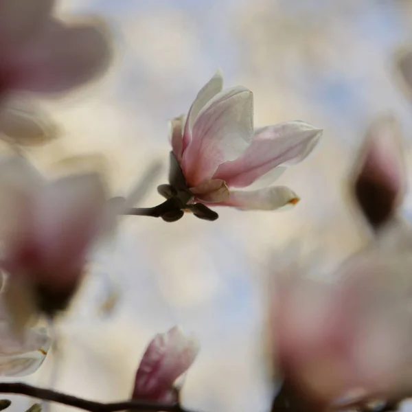 Magnolia Virginiana Magnolia — Stock Photo, Image