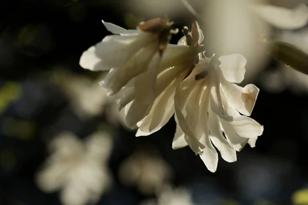 Magnolia virginiana L. Magnolia