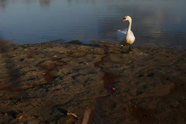 Mute Swan Cygnus Olor — Stock Photo, Image