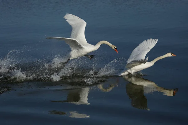 Mute Swan Cygnus Olo — Stock Photo, Image