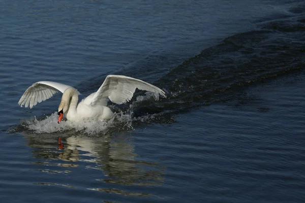 Cisne Mudo Cygnus Olo — Foto de Stock