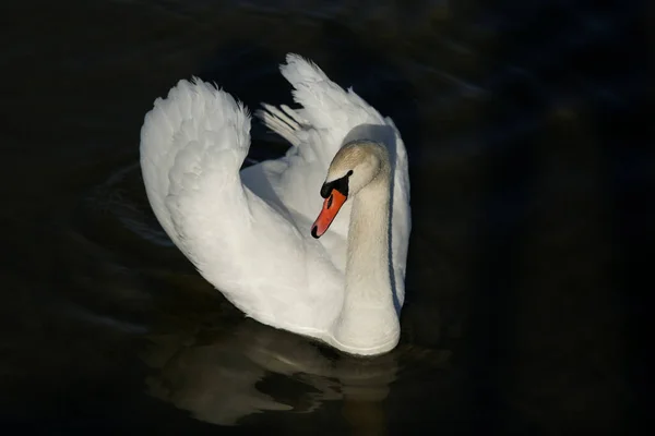 Cisne Mudo Cygnus Olor —  Fotos de Stock