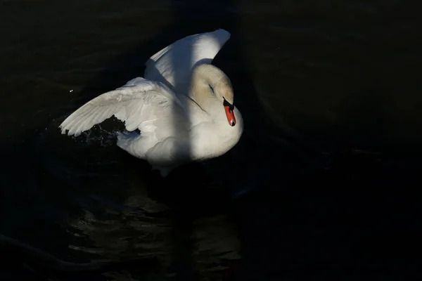 Cisne Mudo Cygnus Olor — Foto de Stock