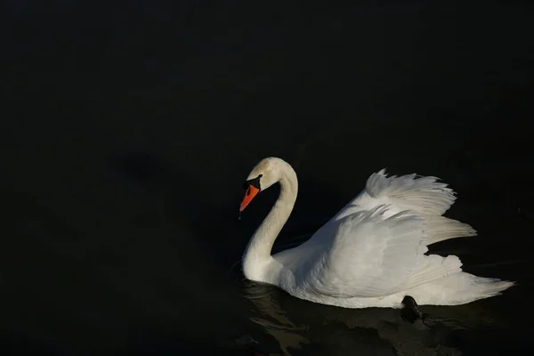 Cisne Mudo Cygnus Olor — Fotografia de Stock