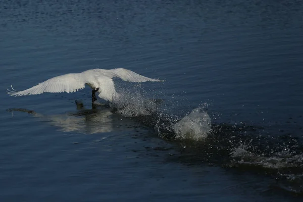 Cisne Mudo Cygnus Olo — Foto de Stock