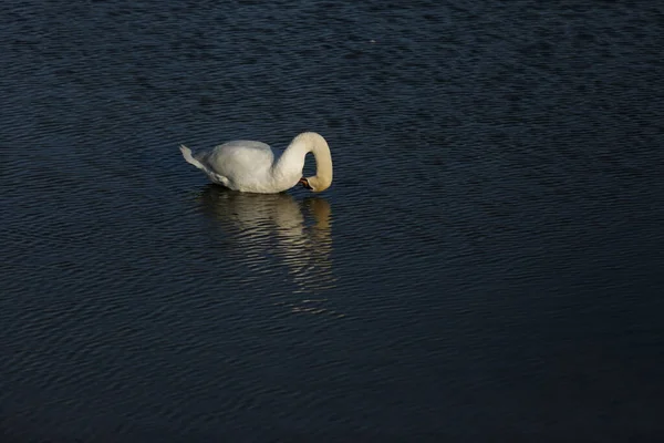 Cisne Mudo Cygnus Olor — Foto de Stock