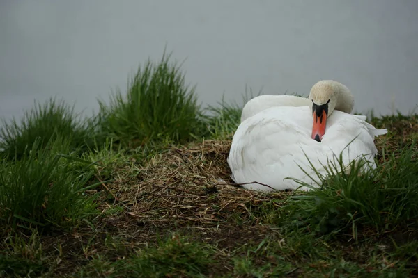 Cisne Mudo Cygnus Olo — Fotografia de Stock