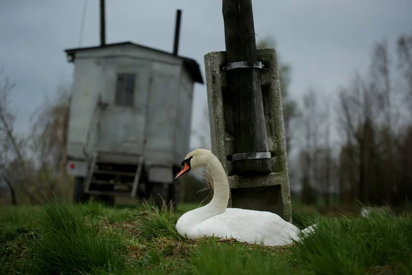 Cisne Mudo Cygnus Olo — Fotografia de Stock