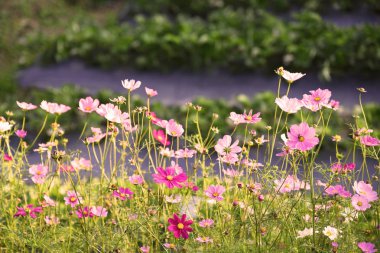 Cosmos çiçek alanı