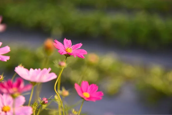 Cosmos flower with blurred background and selective focus