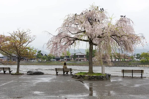 Asian lady sit on park bench under pink cherry blossom tree(sakura)
