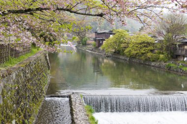 Arashiyama, Kyoto içinde kiraz çiçeği ile kanal