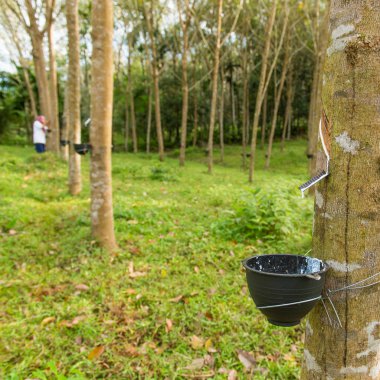 Kauçuk ağacı Kupası kauçuk ağacı satır tarım ile dokunarak