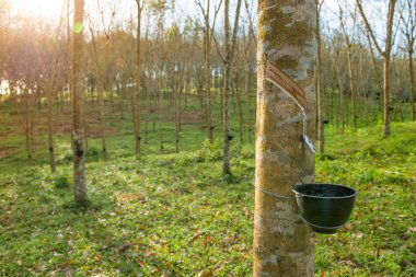 Kauçuk ağacı Kupası kauçuk ağacı satır tarım ile dokunarak