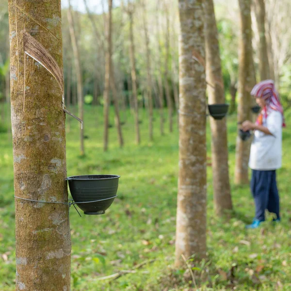 Picchiettatura albero di gomma con tazza fila albero di gomma agricolo — Foto Stock