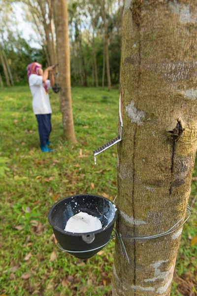 Picchiettatura albero di gomma con tazza fila albero di gomma agricolo — Foto Stock