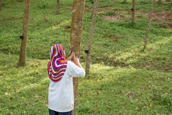Picchiettatura albero di gomma con tazza fila albero di gomma agricolo — Foto Stock