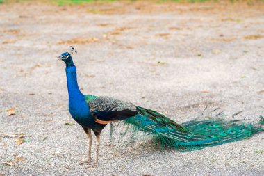 güzel Hint tavuskuşu ile tam kuyruk Fanlı