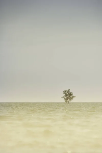 Osamělý strom v moři, škeble a pokojné koncepce — Stock fotografie