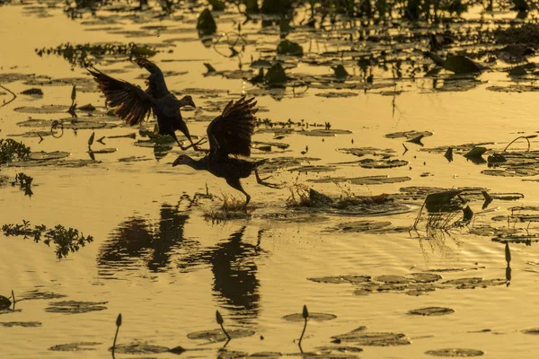 Два Пурпурных Свамфена сражаются в болоте в естественных условиях — стоковое фото