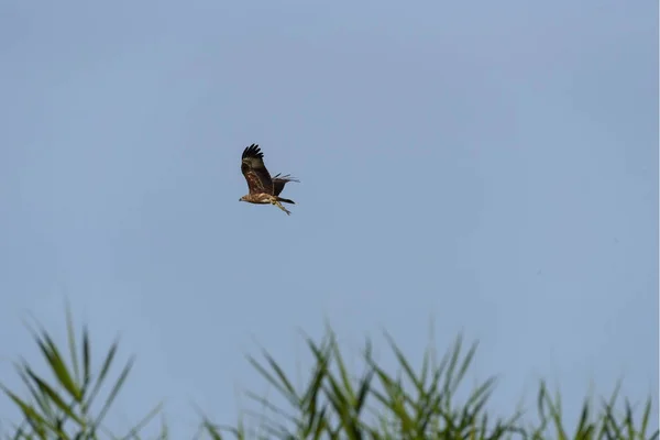 Aquila bianca pescare pesci e volare nel cielo blu — Foto Stock