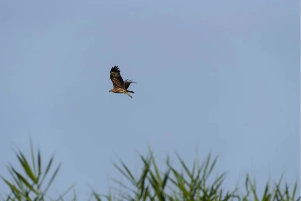 Hvit ørn fange fisk og fly i blå himmel – stockfoto