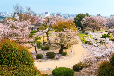 Kiraz çiçeği Bahçe sakura Hanami Festivali dolu 