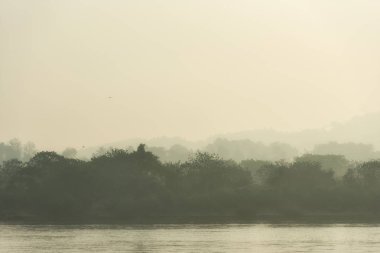 Nehir ve arka plan için sabah sis ile ağacı çaldı.