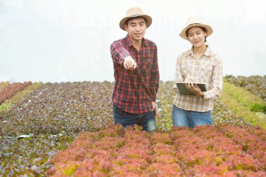 Organik sebze çiftliği, Asya kadın çiftçiler çiftlikte organik sebze incelemek, sebze salatası, ticari ticaret için sebze çiftliği, Küçük işletme girişimci ve organik sebze çiftliği kavramı