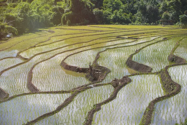 Green rural terraced rice field with water background.