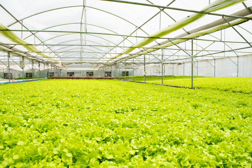 Organic hydroponic vegetable cultivation greenhouse farm.Concept