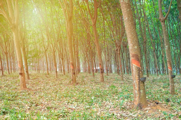 Natürlicher Tunnel Der Kautschukplantage Einer Reihe Bei Sonnenuntergang Von Phuket — Stockfoto