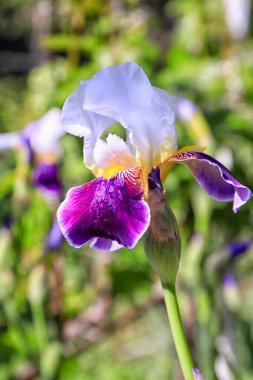 Cennet, dünya, şömineler, çimenler, manzara çiçekler. 