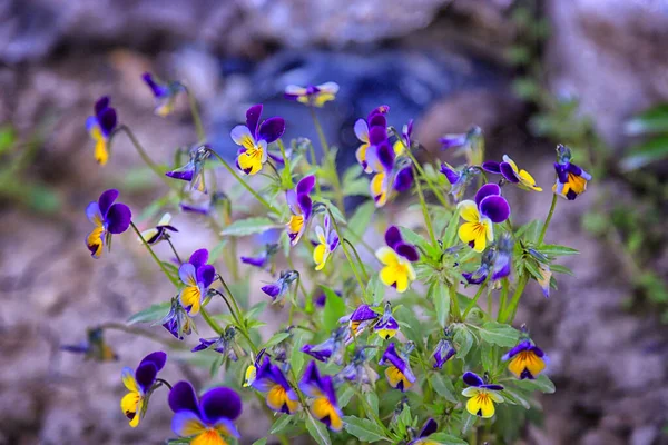 Cennet, dünya, şömineler, çimenler, manzara çiçekler. 