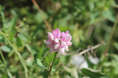 Cennet, dünya, şömineler, çimenler, manzara çiçekler yanıyor.