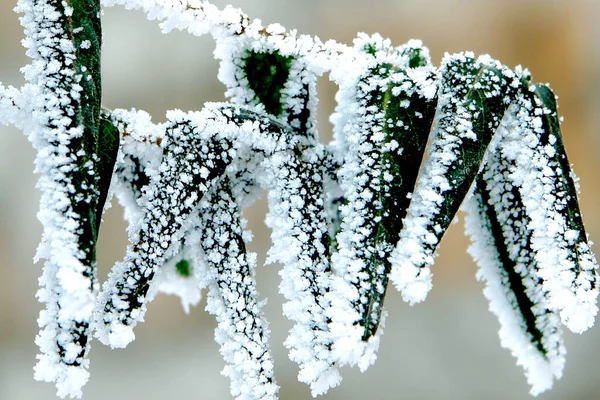 Cennet, dünya, şömineler, çimenler, manzara çiçekler yanıyor.