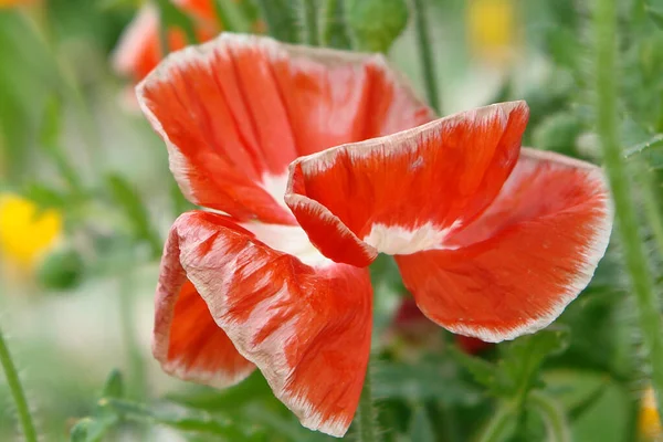 Cennet, dünya, şömineler, çimenler, manzara çiçekler yanıyor.