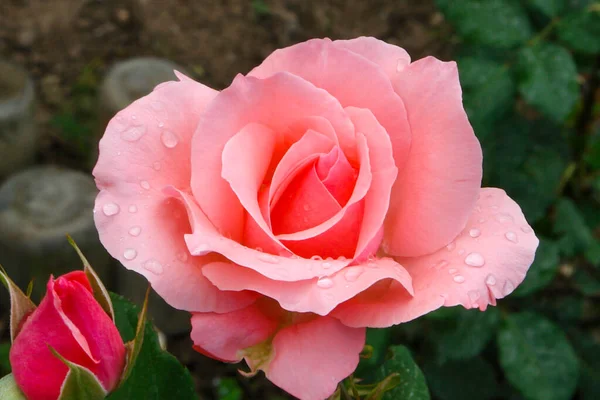 Cennet, dünya, şömineler, çimenler, manzara çiçekler yanıyor.