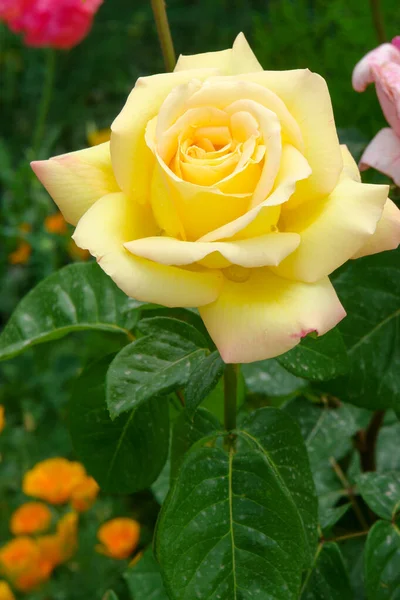 Cennet, dünya, şömineler, çimenler, manzara çiçekler yanıyor.