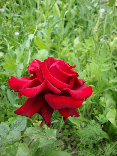 Cennet, dünya, şömineler, çimenler, manzara çiçekler yanıyor.