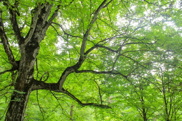 Cennet, dünya, şömineler, çimenler, manzara çiçekler yanıyor.