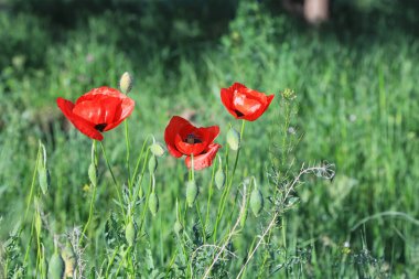 Cennet, dünya, şömineler, çimenler, manzara çiçekler yanıyor.