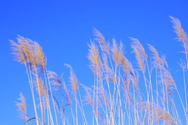Cennet, dünya, şömineler, çimenler, manzara çiçekler yanıyor.