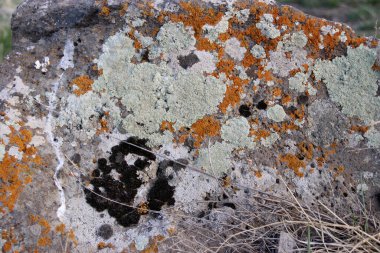 Cennet, dünya, şömineler, çimenler, manzara çiçekler yanıyor.