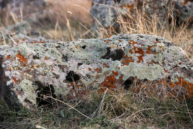 Cennet, dünya, şömineler, çimenler, manzara çiçekler yanıyor.