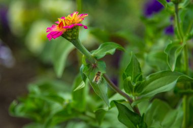 Cennet, dünya, şömineler, çimenler, manzara çiçekler yanıyor.